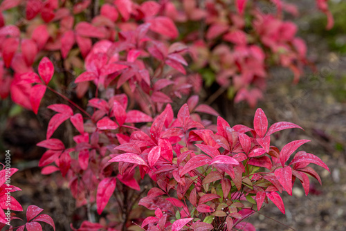 Celastraceae family. Beautiful, colorful pink and red leaves of popular ornamental plant winged spindle, winged euonymus or burning bush Euonymus alatus thunb, Siebold 'Compactus' in autumn. photo