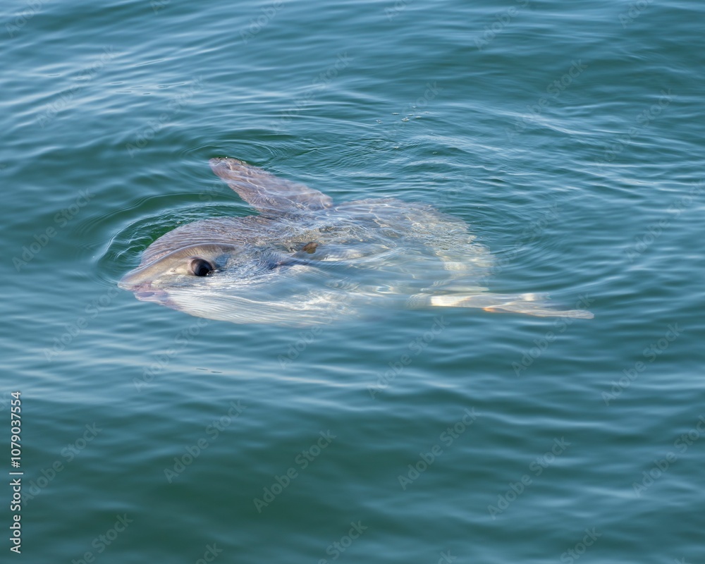 Obraz premium Sunfish swimming near the ocean surface