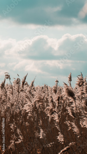 Źdźbła nad rzeką