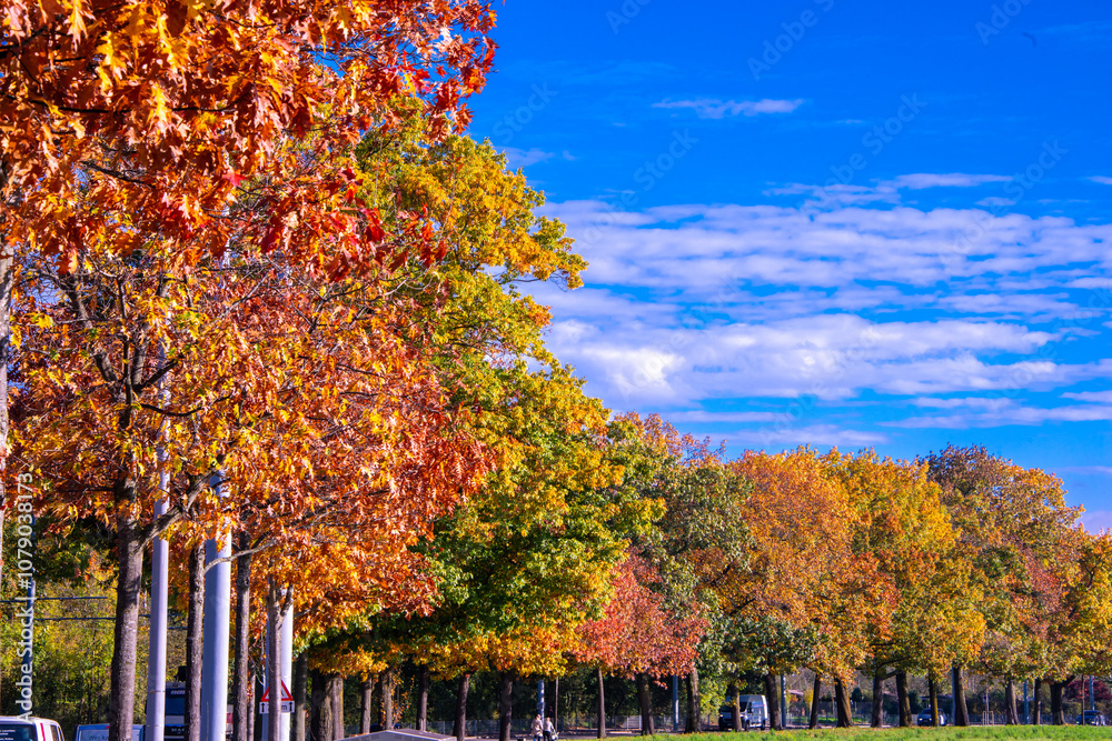 Obraz premium Riehen, Switzerland, is stunning in autumn, with vibrant foliage turning parks, woodlands, and riverbanks into a colorful display. A perfect time for scenic walks and photography.