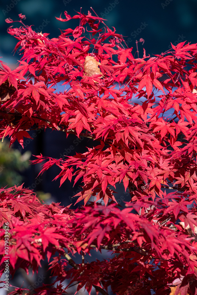 Riehen, Switzerland, is stunning in autumn, with vibrant foliage turning parks, woodlands, and riverbanks into a colorful display. A perfect time for scenic walks and photography.






