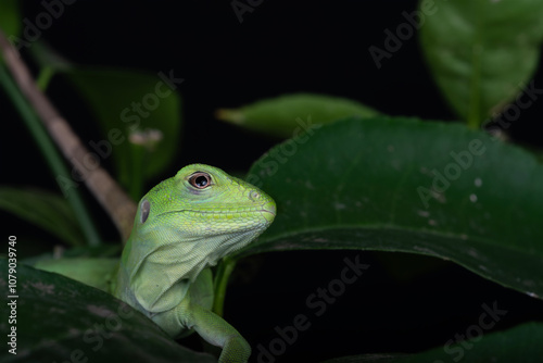 Speedy the Mexican Spiny Tailed Iquana photo