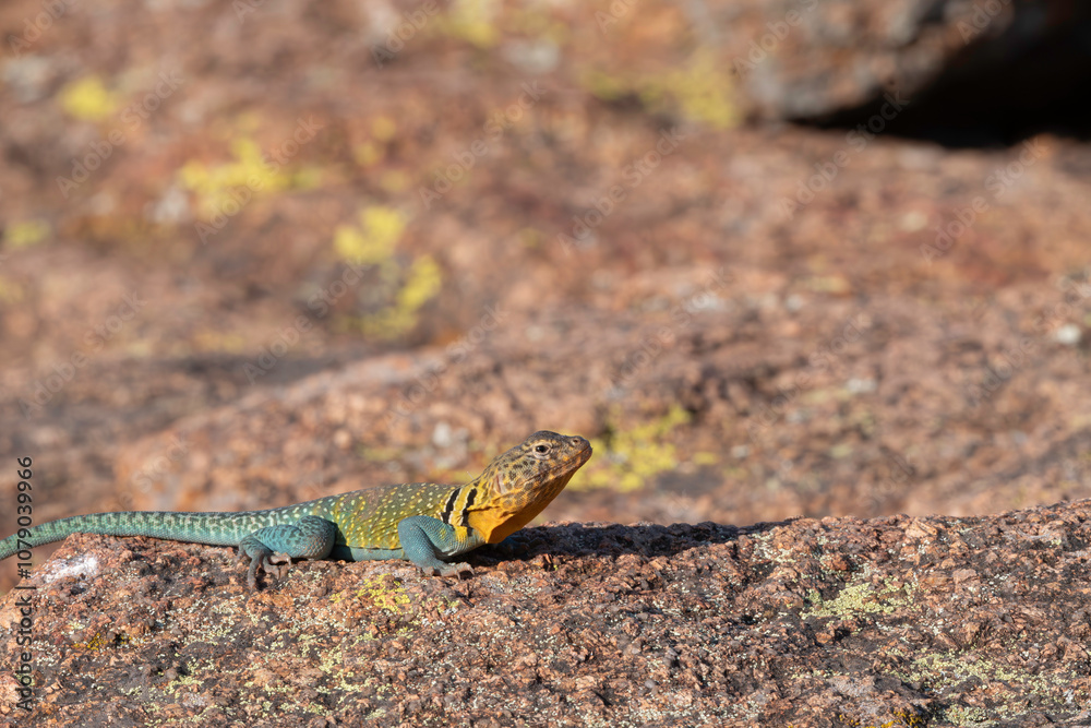 Fototapeta premium Eastern Collared Lizard on the Rocks 