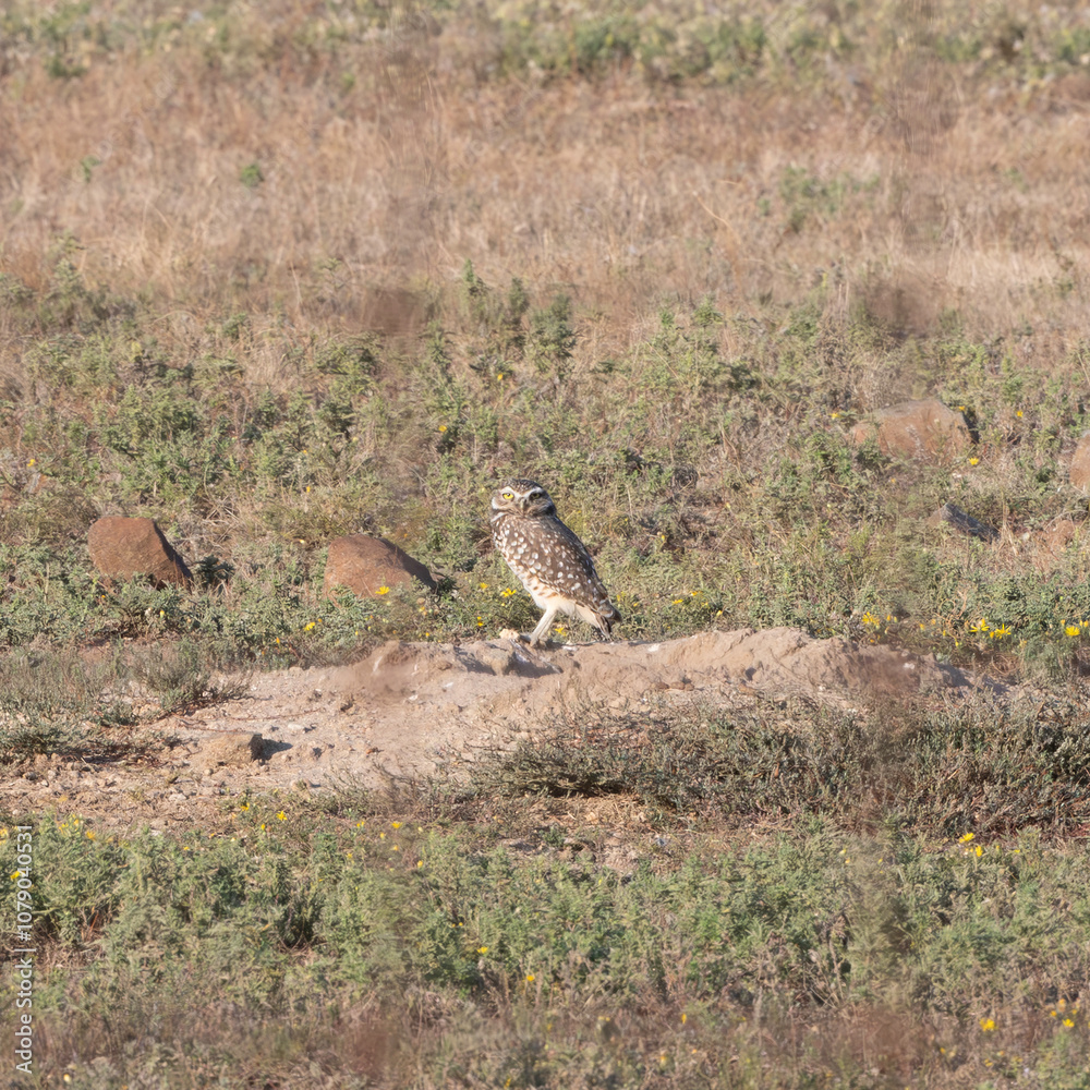 Burrowing Owl on its Nest 