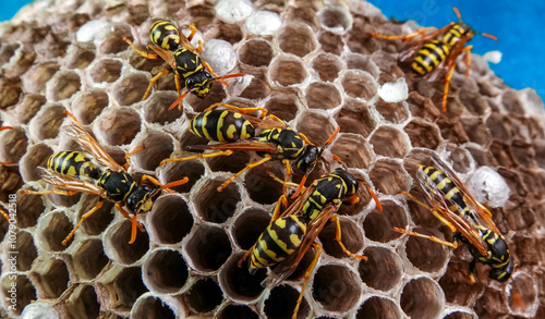 Paper wasp Polistes gallicus - Wasp nest with larvae and pupae in paper honeycomb photo