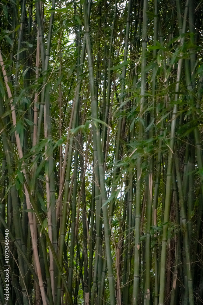 Green bamboo forest in a botanical park in Dortmund, NRW, Germany Green bamboo forest in a botanical park in Dortmund, NRW, Germany
