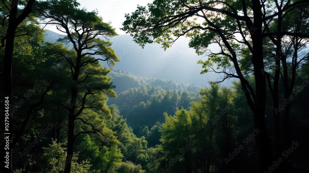 Lush green forest stretching to the horizon with sun rays shining through the branches, calm, scenery, nature Lush green forest stretching to the horizon with sun rays shining through the branches, calm, scenery, nature