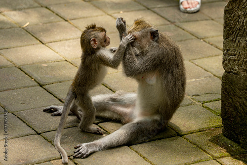 Small monkey playing with adult