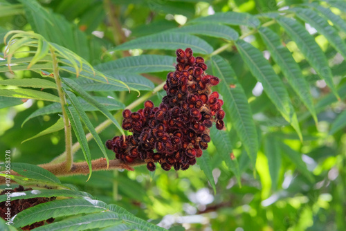 Rhus typhina is growing in garden. Countryside garden. Nature floral background. Stag horn sumac. photo