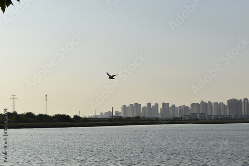 Aves en el cielo
