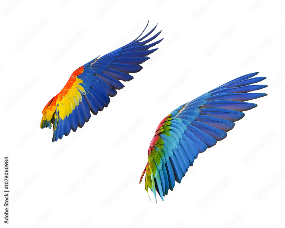 Obraz premium wing of macaw isolated on white background. This has clipping path.