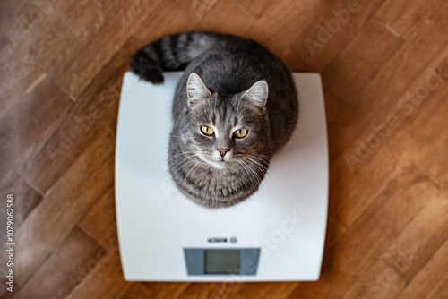 Funny cat standing on the scale. Photo of a cat's paws standing on a measuring scale. Cute tabby cat stands on scales and looks up. Curious pets.