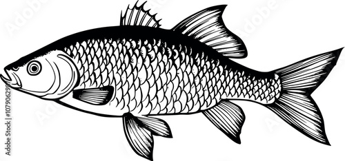 Vector image of a fish