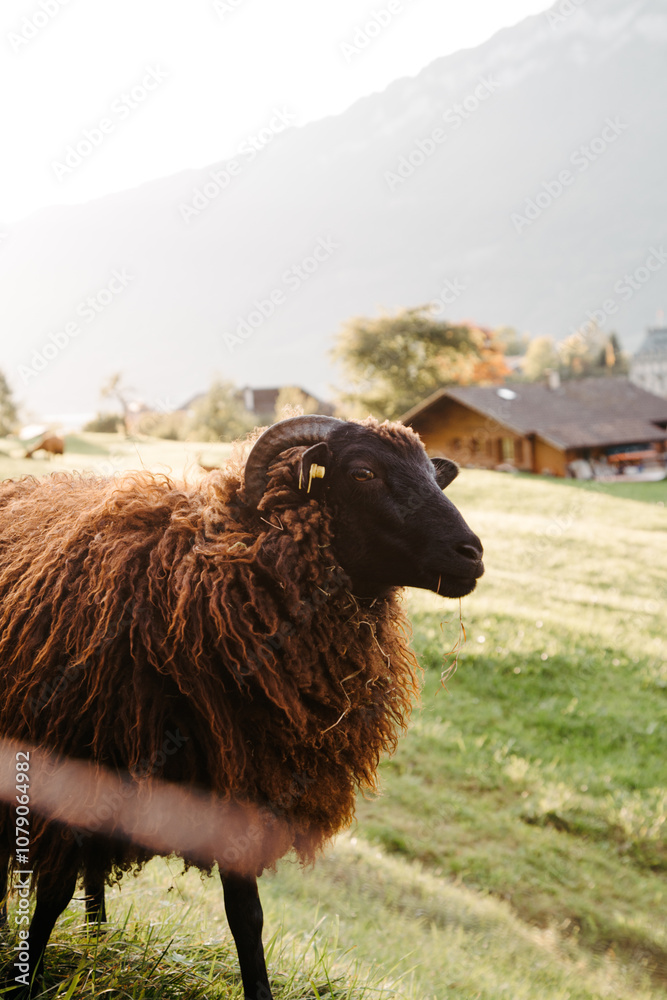 Obraz premium A grazing brown sheep in Switzerland