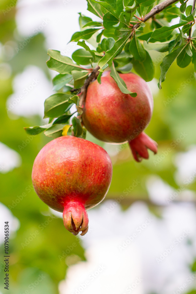 Red ripe pomegranate fruit on tree branch in the garden Red ripe pomegranate fruit on tree branch in the garden