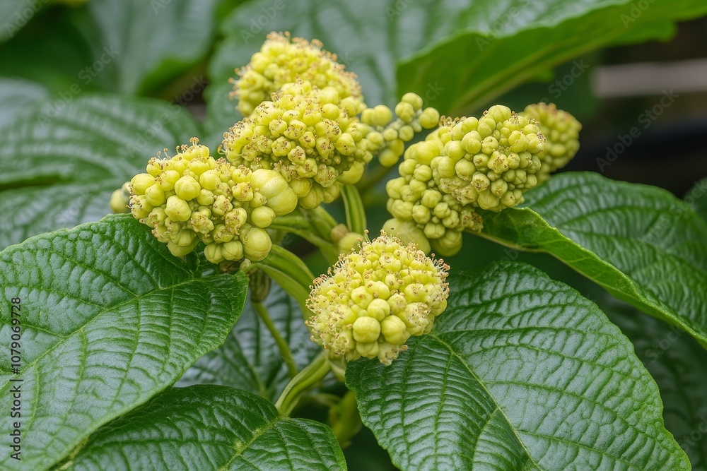 Vibrant Green Plant Buds in Nature Vibrant Green Plant Buds in Nature