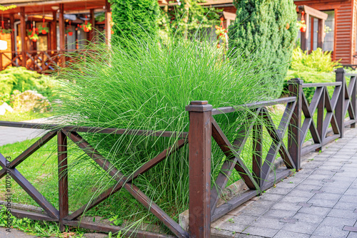 Ornamental grass near a wooden fence in a garden setting. The lush green foliage, landscape design