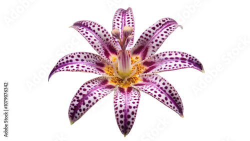 toad lily flower isolated on transparent background