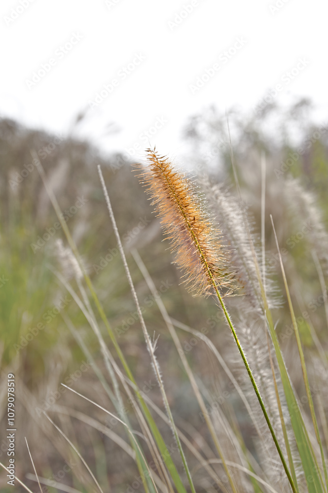 Close up of an pennisetum fountain grass Close up of an pennisetum fountain grass