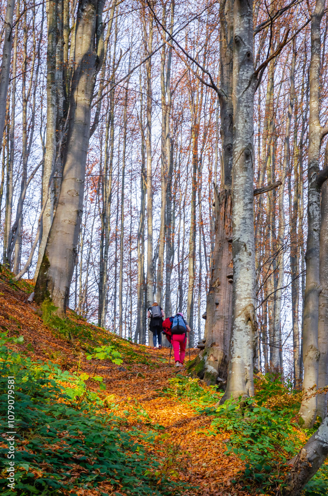 Beautiful autumn landscape with yellow trees and mountain trail