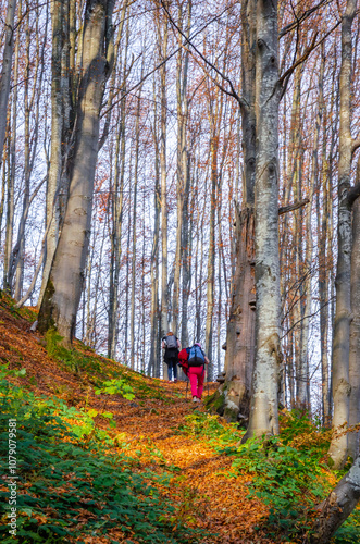 Obraz na płótnie Beautiful autumn landscape with yellow trees and mountain trail w salonie