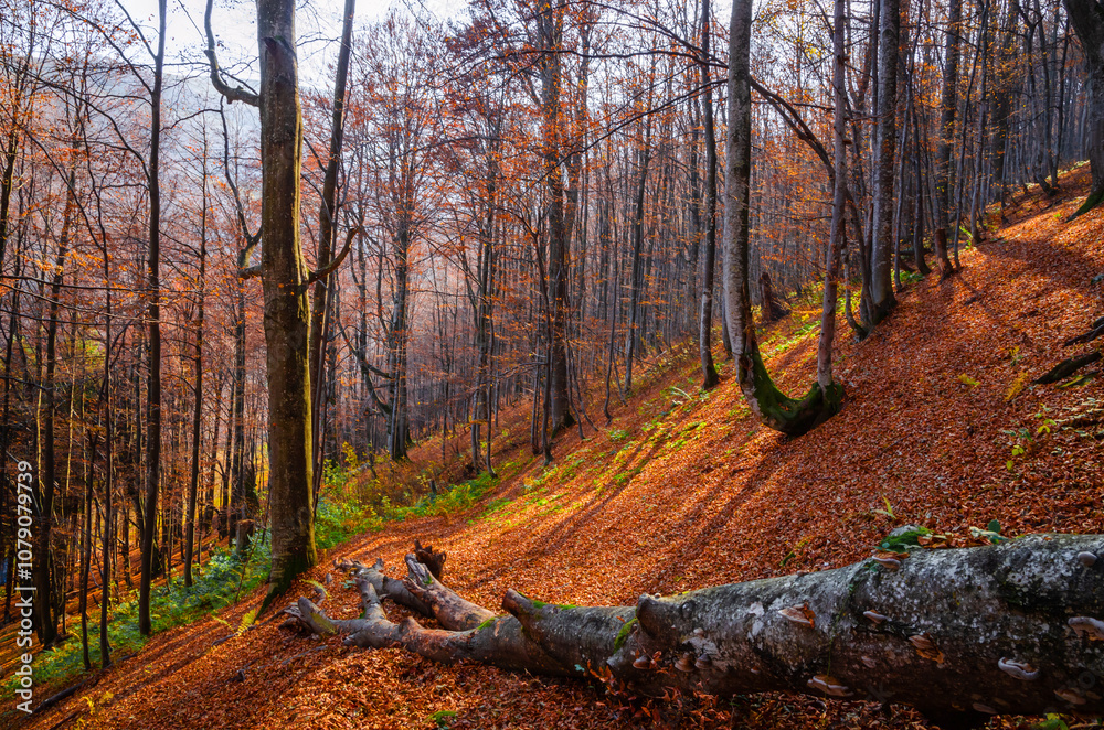 Beautiful autumn landscape with yellow trees and mountain trail