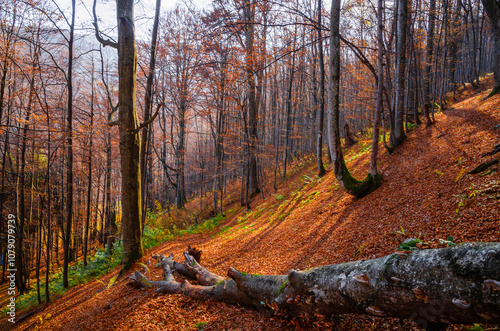 Obraz na płótnie Beautiful autumn landscape with yellow trees and mountain trail w salonie