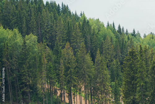 Mountain landscape with fir forest. Forest background.