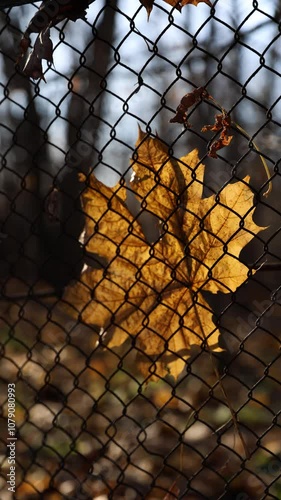 Beautiful autumn leaves caught in a rustic fence, capturing natures tranquility