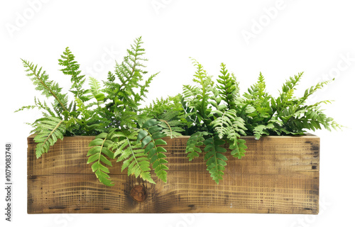 Wooden planter box filled with green plants isolated on a transparent background. photo