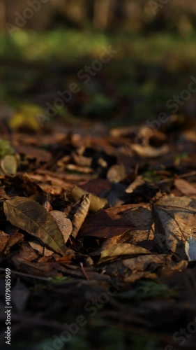 A Detailed CloseUp Image of the Forest Floor Featuring Moss and Fallen Leaves in Autumn