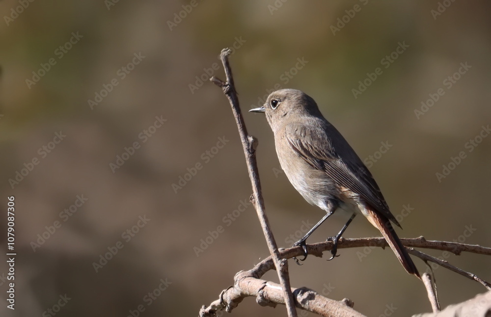 Obraz premium Common redstart on branch, Phoenicurus phoenicurus, birds of Montenegro 