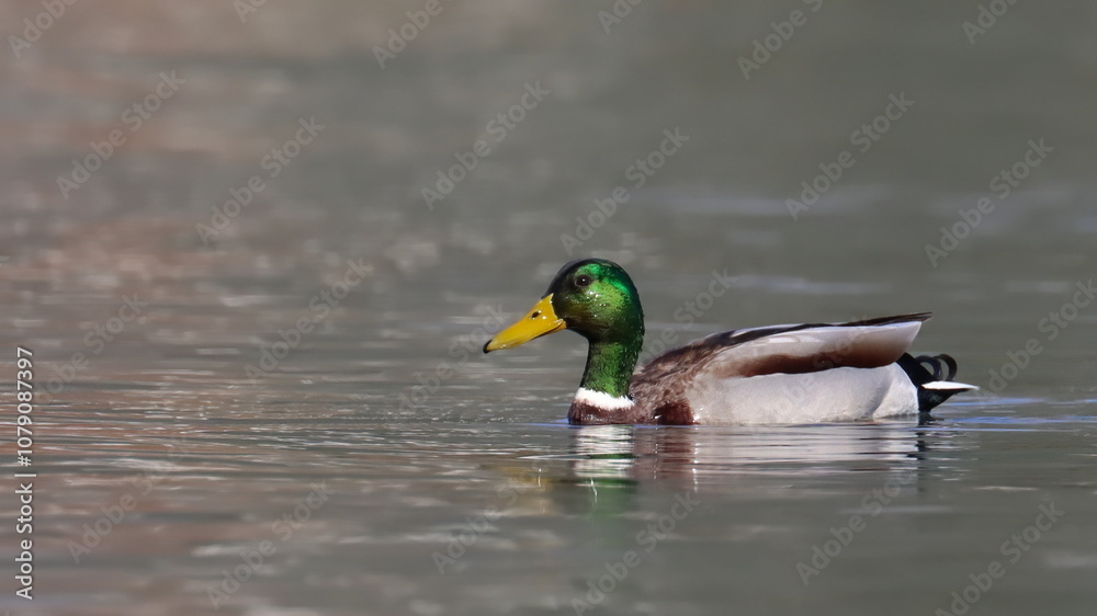 Mallard duck in sea, Anas platyrhynchos, birds of Montenegro Mallard duck in sea, Anas platyrhynchos, birds of Montenegro