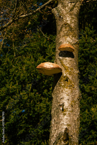 funghi sull'albero