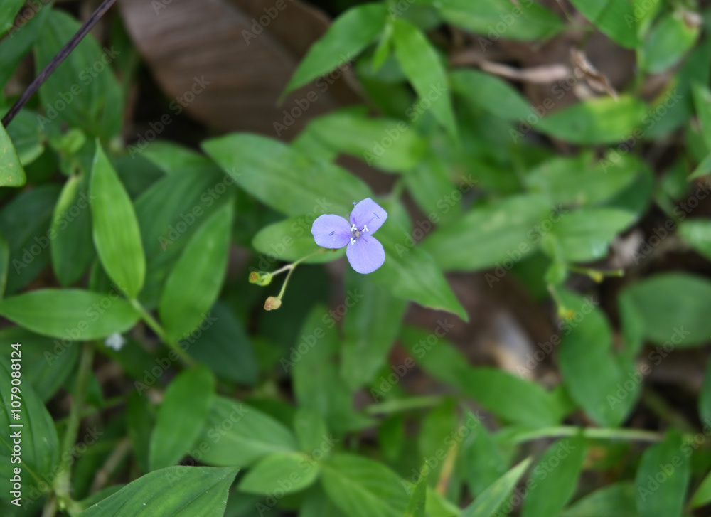 A tiny, lavender colored three petaled wandering jew wildflower blooms in the ground A tiny, lavender colored three petaled wandering jew wildflower blooms in the ground