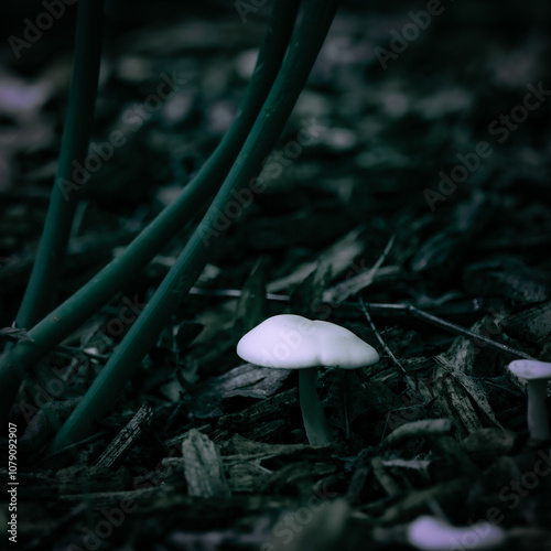 Mushroom in the field after a storm photo