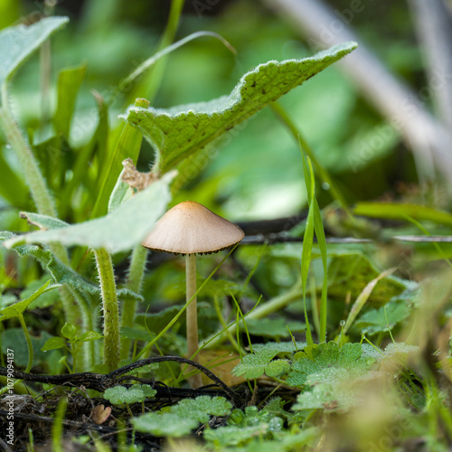 Mushroom in the field after a storm photo