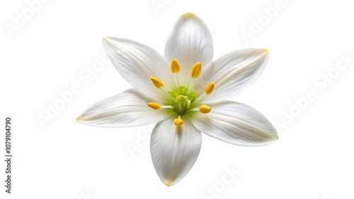 trientalis flower isolated on transparent background