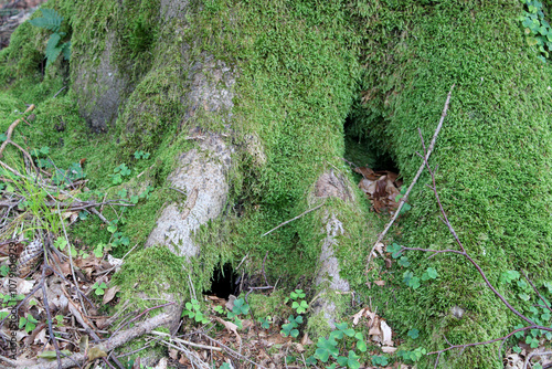 Radice di albero ricoperta di muschio verde con foglie e ramoscelli secchi con tana di animale photo