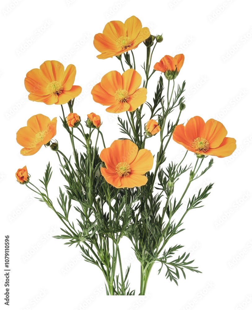 PNG Bright orange flowers bloom in sunlight PNG Bright orange flowers bloom in sunlight