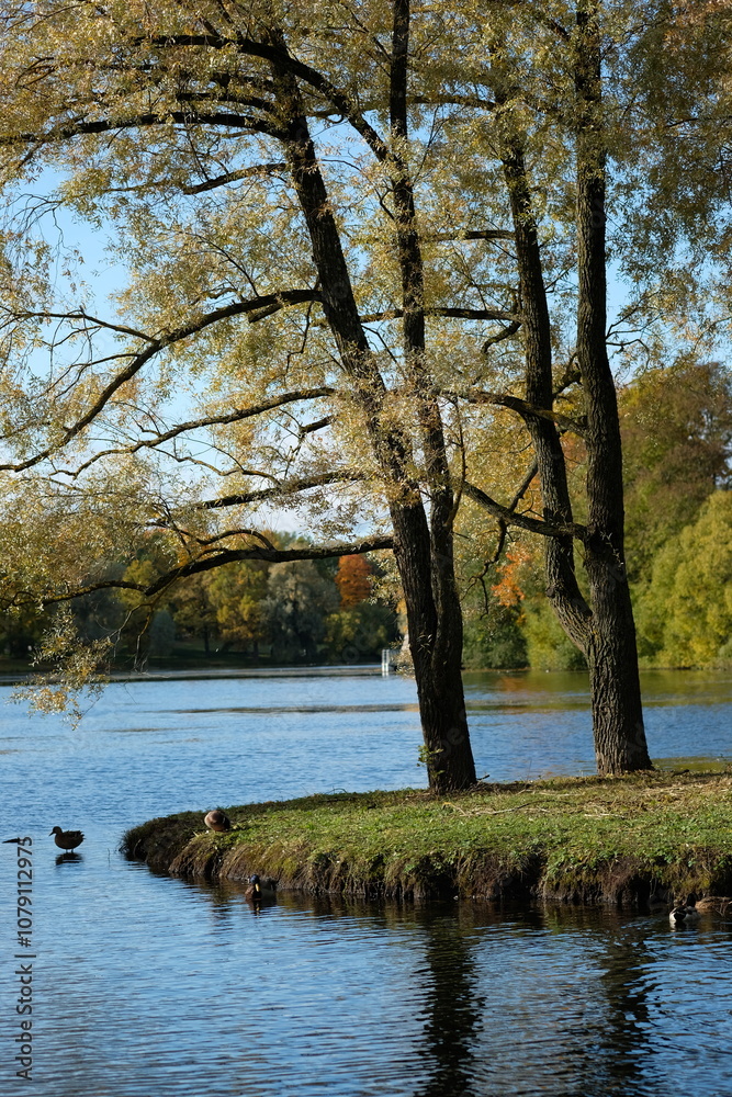 Fototapeta premium lake in autumn park