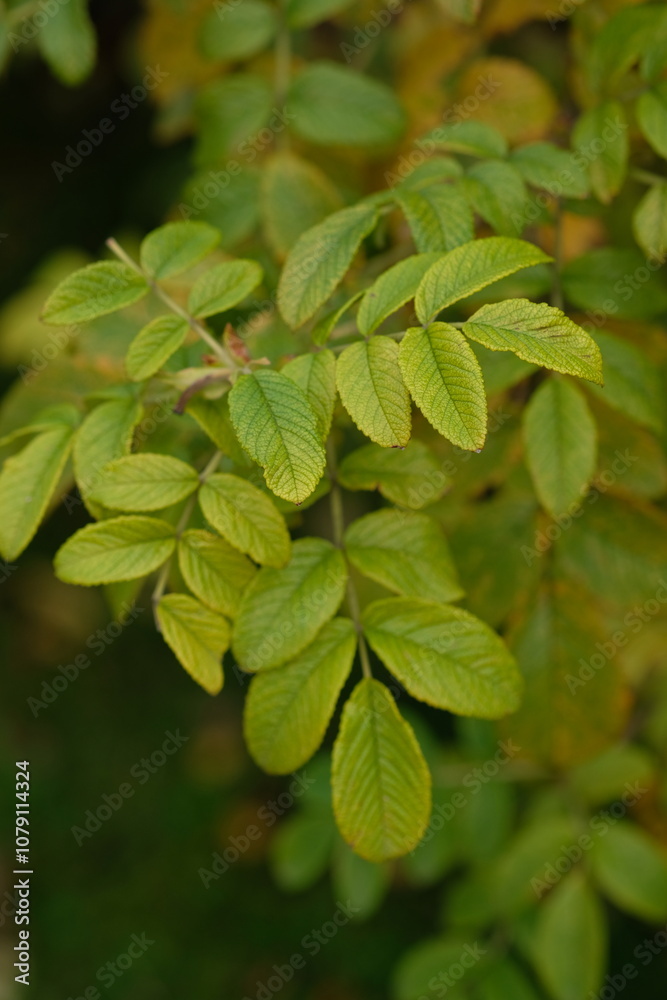 branch with green leaves close up branch with green leaves close up