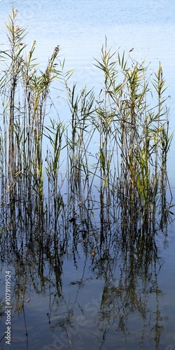 Canne e loro riflesso nel basso fondale del lago photo