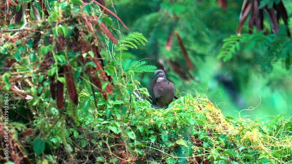 Close-up of a colorful exotic bird perched on green tree branch in lush natural habitat, bird sitting on a green tree, a grey bird sitting on top of a green tree branch, forest teeming with numerous Close-up of a colorful exotic bird perched on green tree branch in lush natural habitat, bird sitting on a green tree, a grey bird sitting on top of a green tree branch, forest teeming with numerous