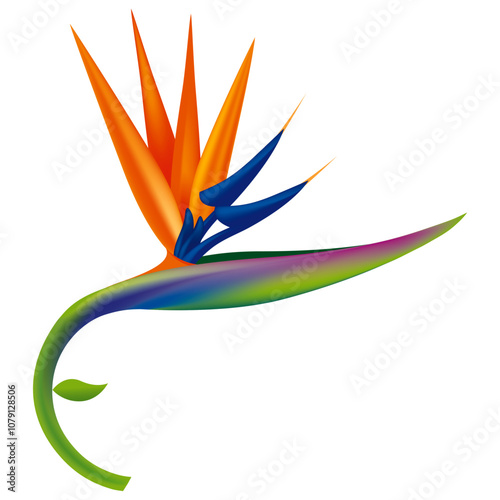 BIRD OF PARADISE - STRELITZIA FLOWER