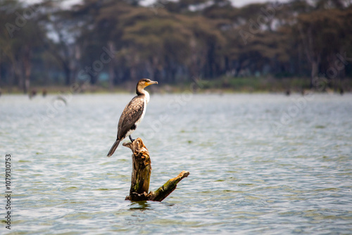 Obraz na płótnie A white-breasted cormorant perched on a dead tree trunk in Lake Naivasha, Kenya w salonie