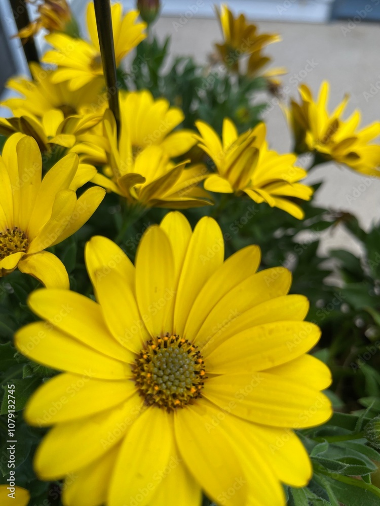 Fototapeta premium Vibrant yellow daisies burst with sunshine, their delicate petals radiating warmth and joy. This close-up captures nature's simple beauty, perfect for uplifting designs or floral themes.