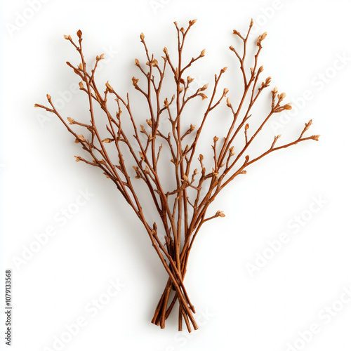 Bare Branches Isolated