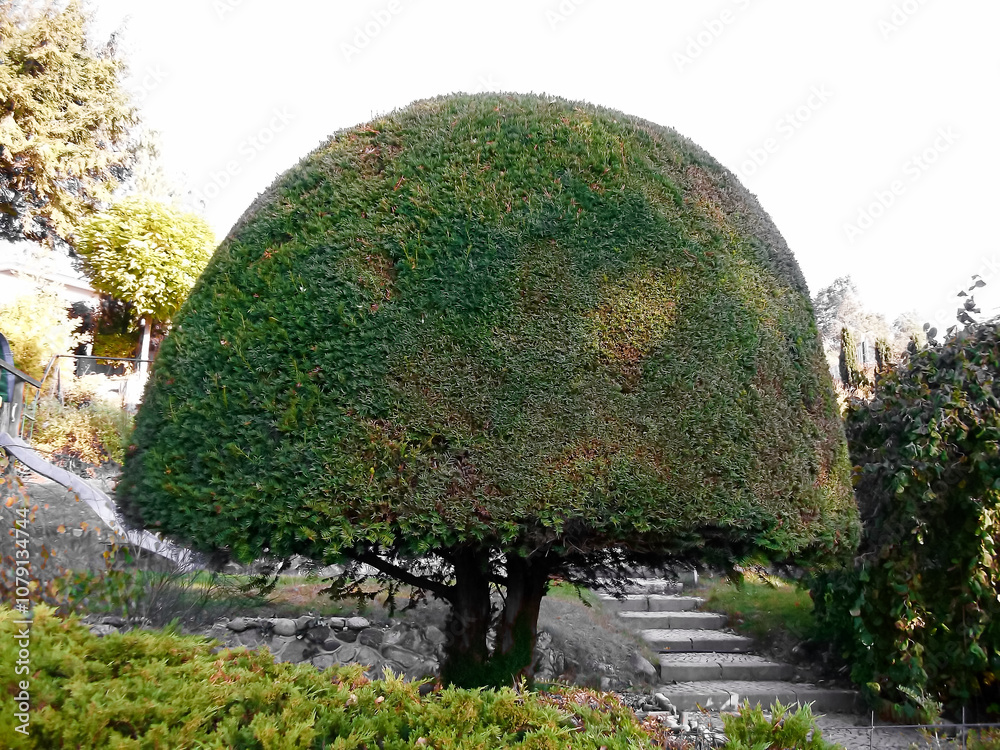 In Form geschnittener Lebensbaum im Garten
