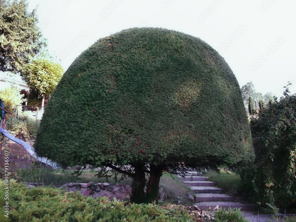 In Form geschnittener Lebensbaum im Garten